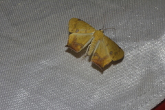 Nepheloleuca illiturata