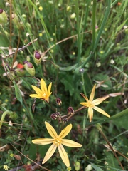 Triteleia ixioides ixioides