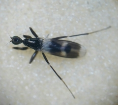 Tachydromia annulimana