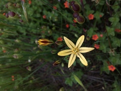 Triteleia ixioides ixioides