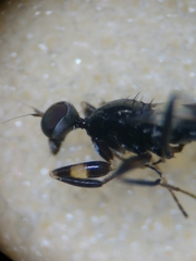Tachydromia annulimana