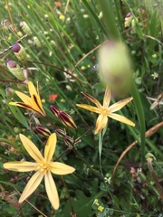 Triteleia ixioides ixioides