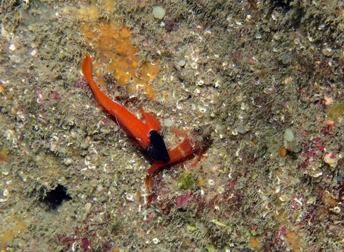 Black-tailed triplefin (Tripterygion melanurum) — Tripterygiidae — 5