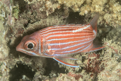 Sargocentron diadema
