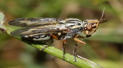 Dorycera