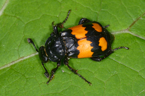 Lesser Vespillo Burying Beetle (Nicrophorus vespilloides) · iNaturalist