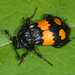 Lesser Vespillo Burying Beetle - Photo (c) salvatore_infanti, some rights reserved (CC BY-NC), uploaded by salvatore_infanti