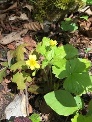 Waldsteinia fragarioides