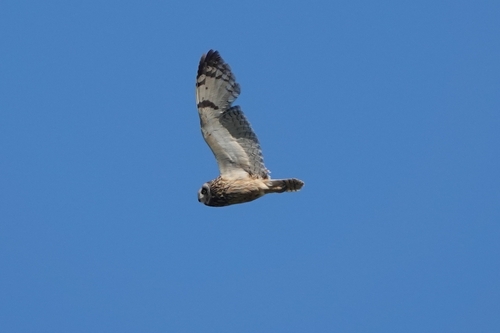 Búho campestre (Asio flammeus)