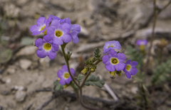 Phacelia fremontii