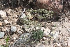 Perideridia pringlei