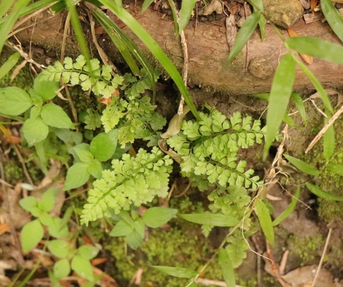 Asplenium laciniatum observed 2023-12-05