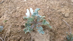 Astragalus rupifragus