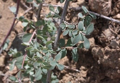 Symphoricarpos rotundifolius parishii