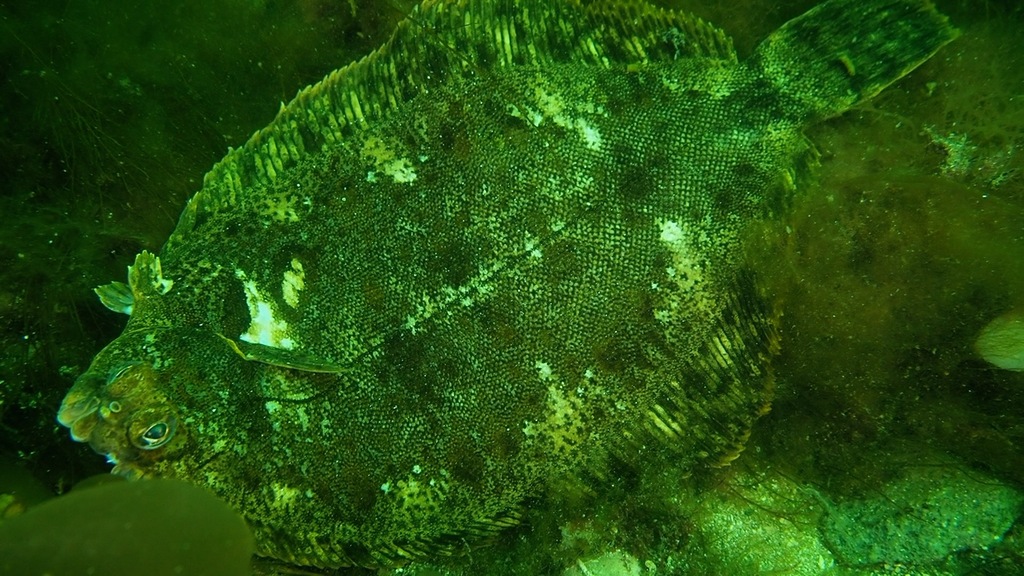 Foto de Mendo limon (Microstomus kitt)