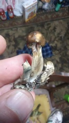 Psilocybe ovoideocystidiata