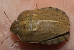 Eurygaster austriaca