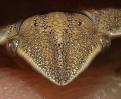 Eurygaster austriaca