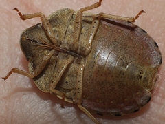 Eurygaster austriaca