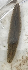 Placobdella papillifera image