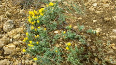 Genista albida