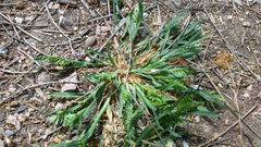 Sclerochloa dura