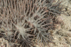 Acanthaster planci
