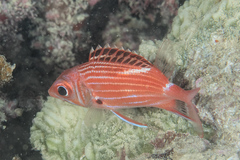 Sargocentron diadema
