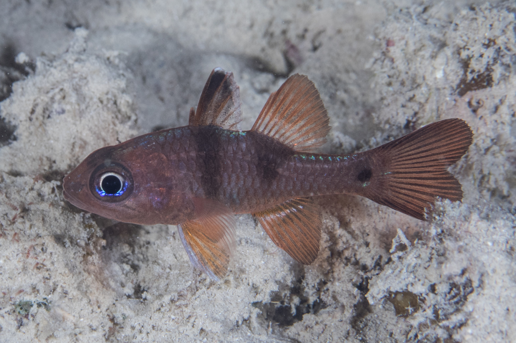 Rosy Cardinalfish