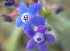 Anchusa stylosa