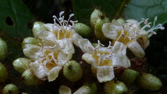 Cordia nodosa