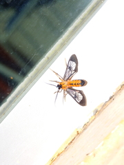 Sarosa notata
