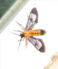 Sarosa notata