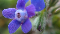 Anchusa stylosa