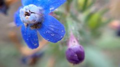 Anchusa stylosa