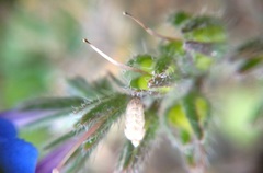 Anchusa stylosa