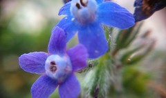 Anchusa stylosa