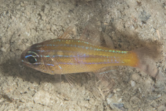 Ostorhinchus properuptus