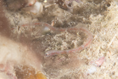 Syngnathinae
