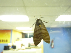 Pachydota