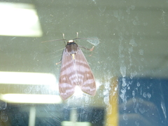 Pachydota