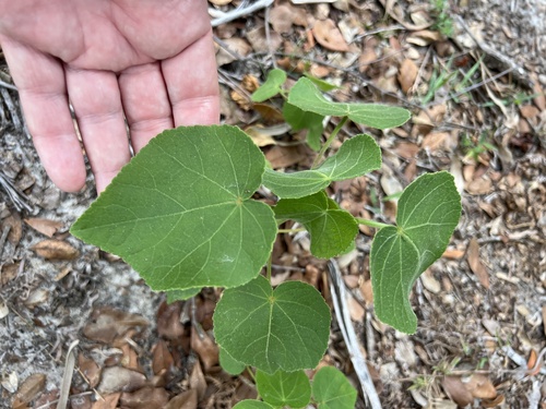 Sabdariffa furcellata
