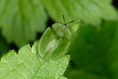 Cassida viridis
