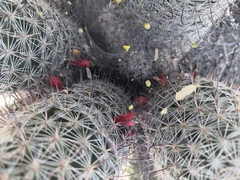 Mammillaria sheldonii