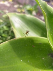 Anelosimus studiosus