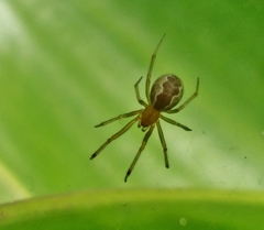 Anelosimus studiosus