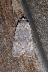 Lithophane antennata