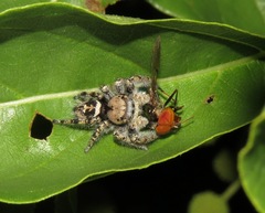Phidippus carolinensis