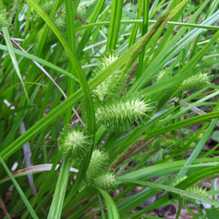 Carex lurida