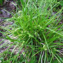 Carex lurida